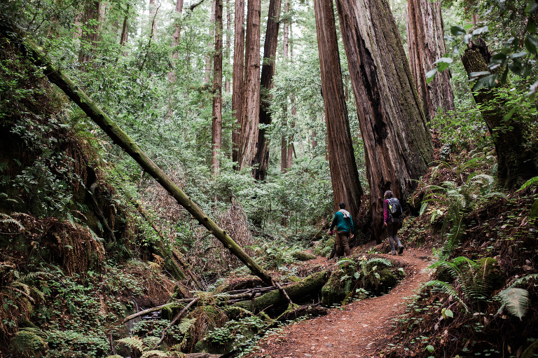 adventure photography santa cruz redwood forest