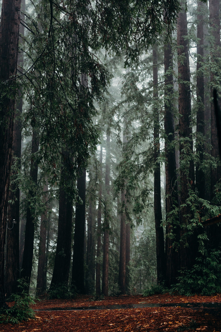 Santa Cruz Mountains Redwood Forest