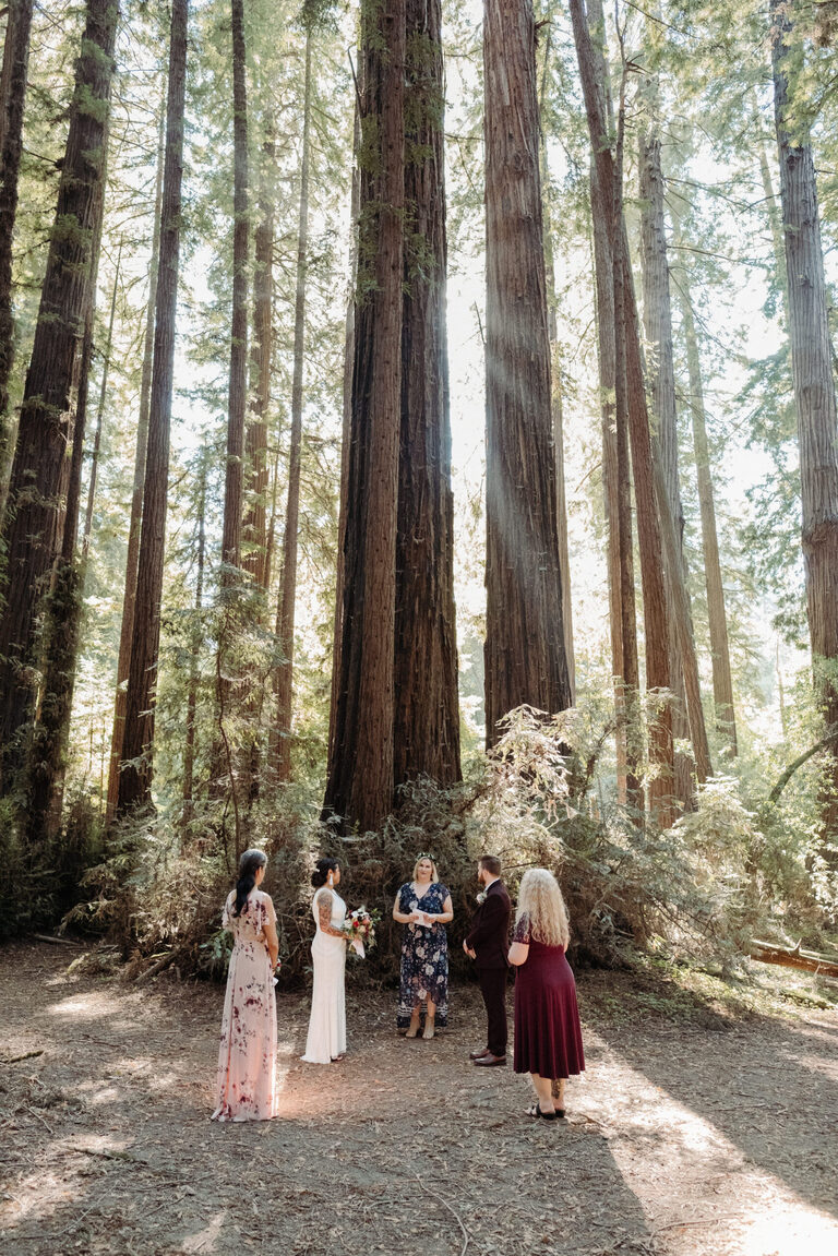 henry cowell state park elopement ceremony near the redwood loop
